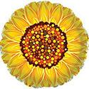 17C GRAPHIC SUNFLOWER (SOLD in 5's)