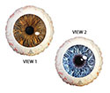 18C CREEPY BROWN & BLUE EYEBALLS (PKG)