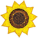 LRG SHP SUNFLOWER 42 (BAG 1)